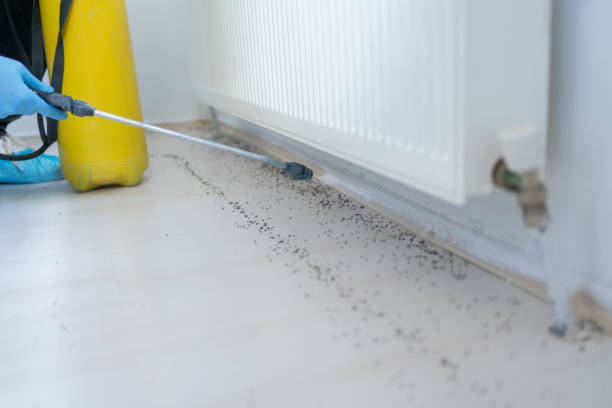 Reliable Unicoi, TN Pest Control Solutions